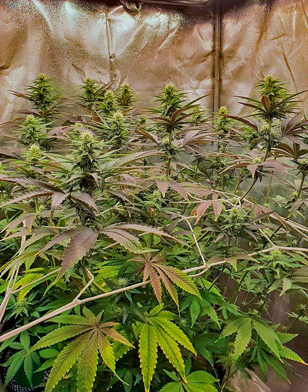 Куст Planet of the Grapes RBX от Ethos Genetics на стадии цветения