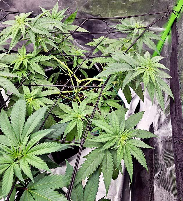 Куст Apple Betty от Herbies Seeds на 6 неделе