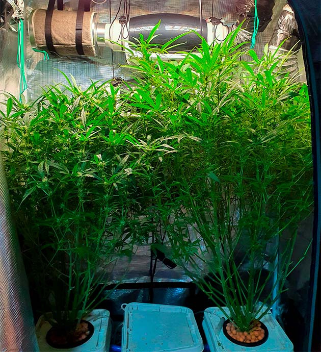 Обрезка нижних листьев куста