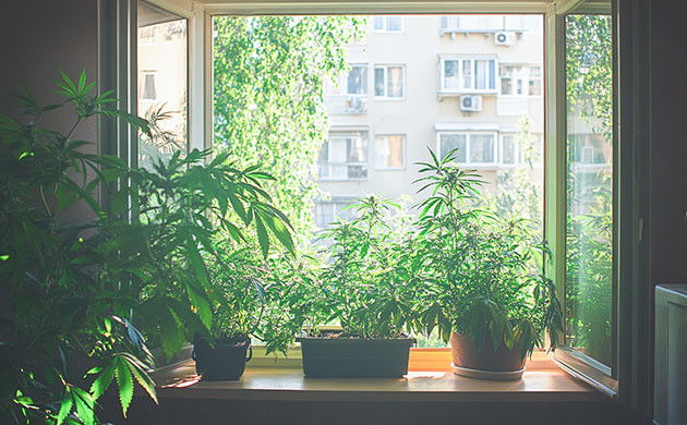 Как избежать запаха конопли?