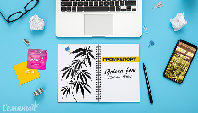 Гроурепорт сорта Golosa от Delicious Seeds