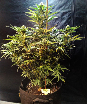 Куст марихуаны ростом 66 см