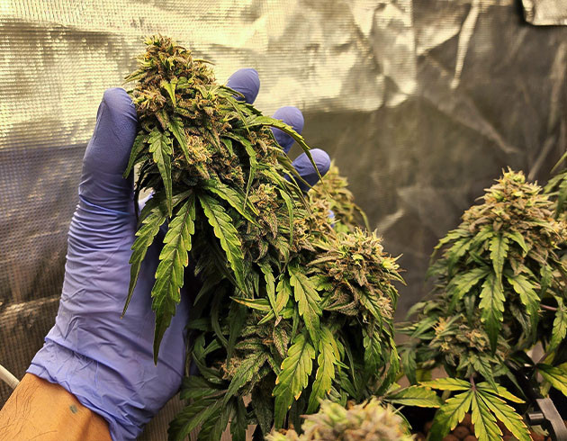 Соцветие CBD Auto 20:1 на 10 неделе выращивания