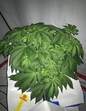 Набор зеленой массы куста