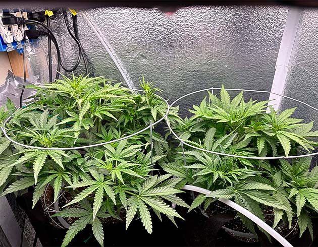 Начало стадии цветения марихуаны