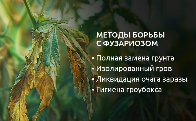 Методы борьбы с фузариозом