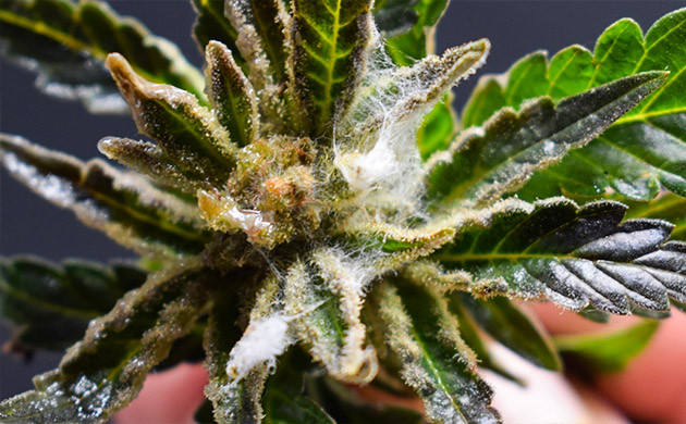 Белая гниль на кусте конопли