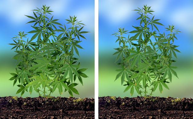 До и после метода Schwazzing