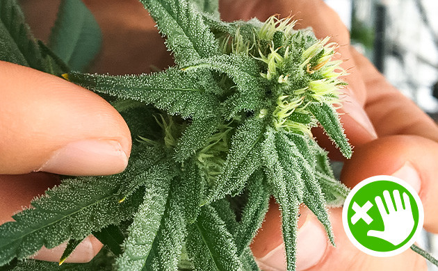 Минимизация контакта с почками для увеличения количества трихом в каннабисе