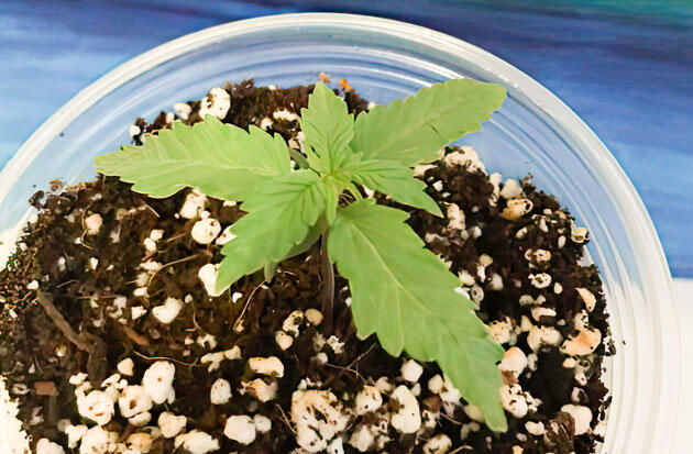 Росток Gorilla 4 Autoflower от Easy Grow Seeds на 2 неделе