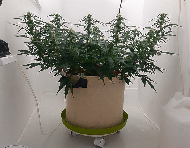 Полив с «Канназим» Bruce Banner Auto