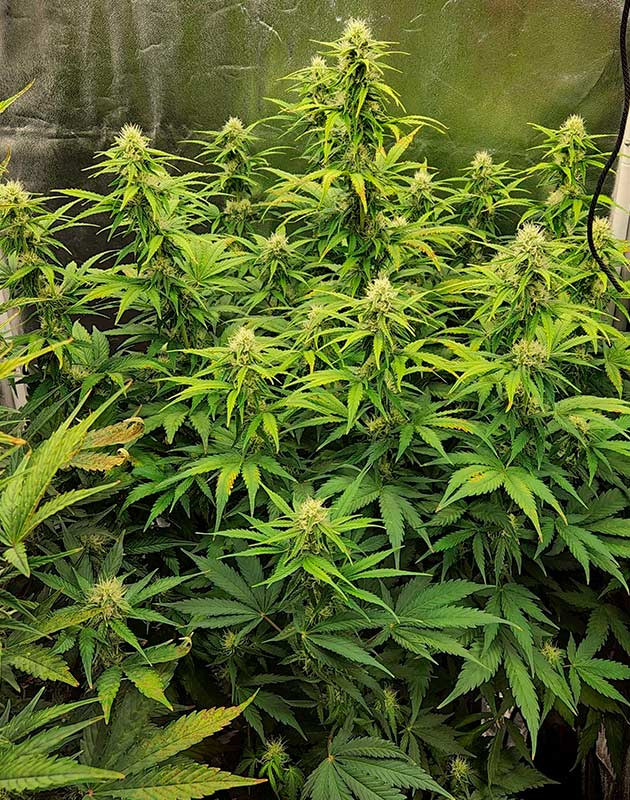 Дефолиация и устранение дефицита у Gorilla Punch Auto