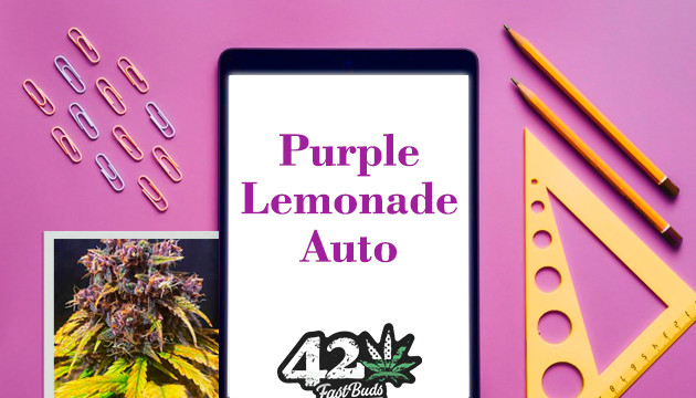 Гроурепорт сорта Purple Lemonade Auto