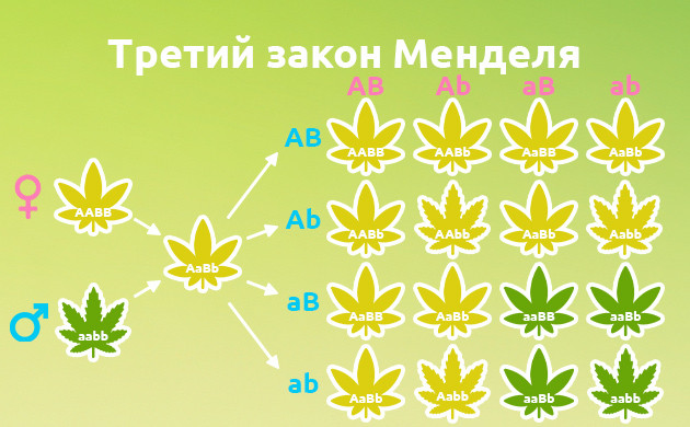 Закон независимого наследования