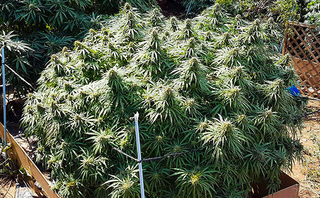 Предхарвест кустов Runtz Muffin