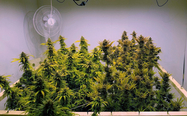 20 неделя выращивания сорта Amherst Sour Diesel