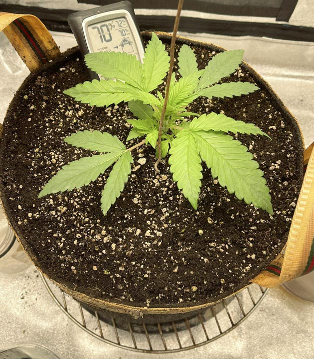 Росток Cherry Cola Auto от FastBuds на 2 неделе