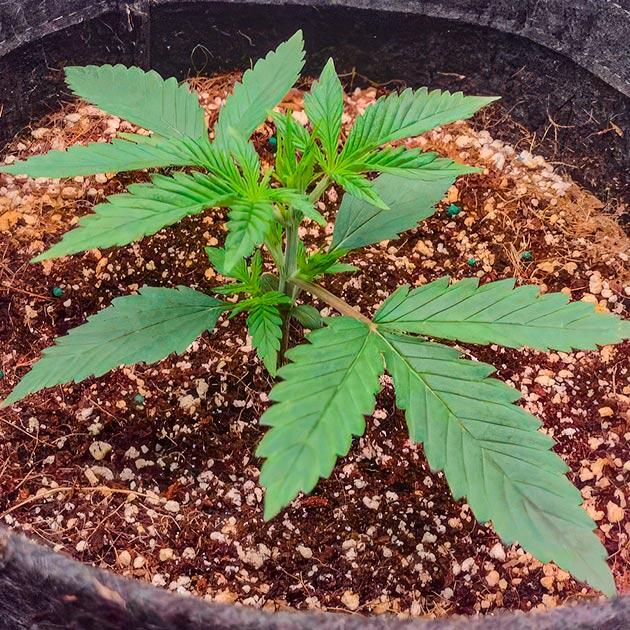Автоцветущая конопля Z-Up Auto без признаков дефицита питания