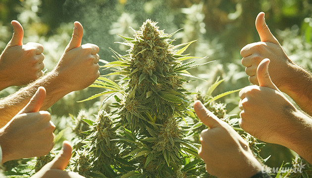 Положительные и отрицательные стороны каннабиса