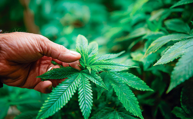 Вегетативная стадия конопли в условиях открытого грунта