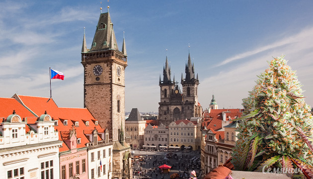 Марихуана в Чехии