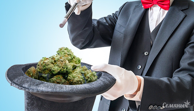 Подборка урожайной конопли