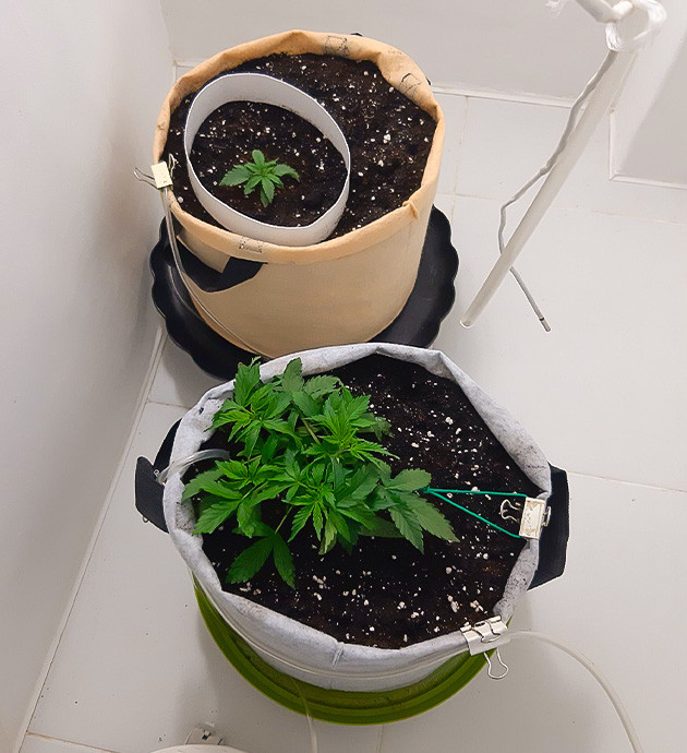 Подготовка к кормлению Bruce Banner Auto