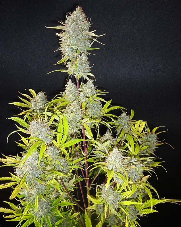 Сбор урожай с куста Wedding Cake Auto