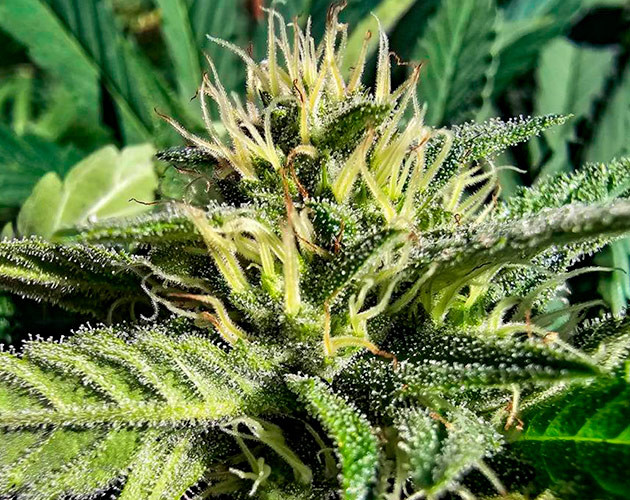 Куст Gorilla Cookies FF на 22 неделе