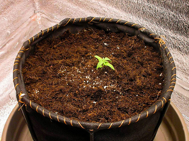 Росток LSD в гроубоксе