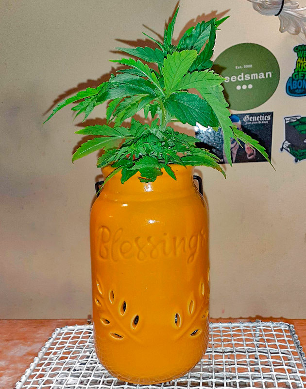 Куст Sour Diesel Auto от Herbies Seeds ростом 10 см