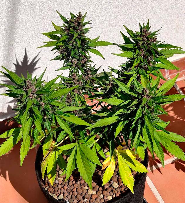 Куст конопли с фиолетовыми соцветиями