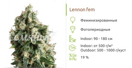 Lennon fem от Pyramid Seeds