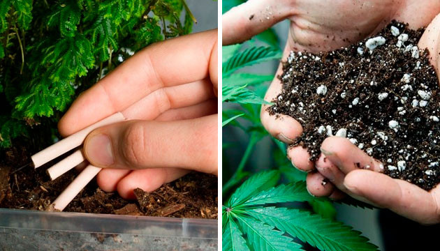 Удобрения для конопли в аутдоре