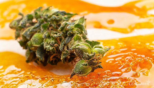 Что такое конопляная смола