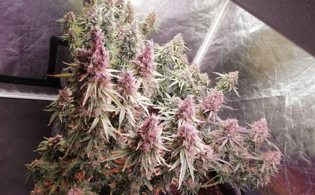 Соцветия сорта Dos-Vi-Dos Auto