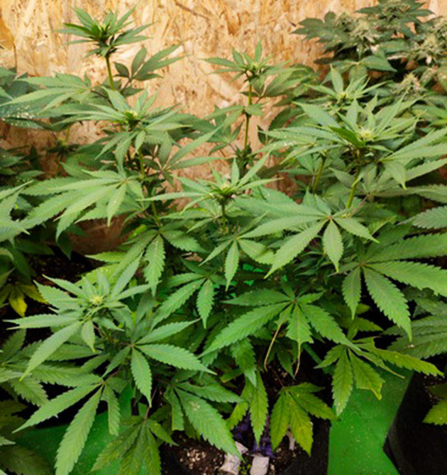 70 см роста у растений на 10 неделе