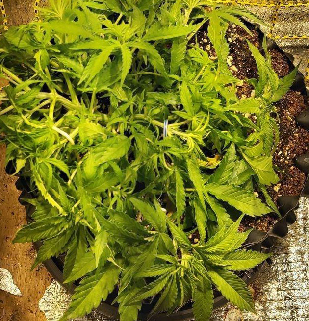 4 неделя выращивания