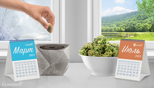 Посадка семени и собранный урожай