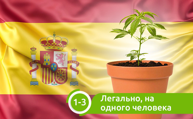 Легальное выращивание 1-3 кустов на человека