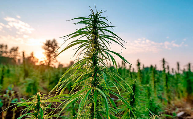 Конопля Рудералис