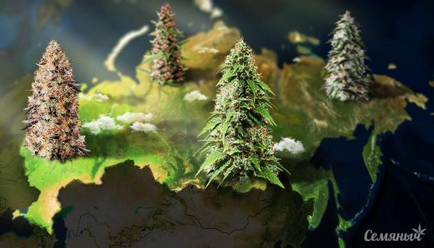 Сорта конопли для России