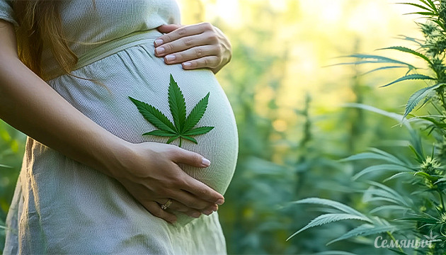 Как ТГК влияет на мозг зародыша