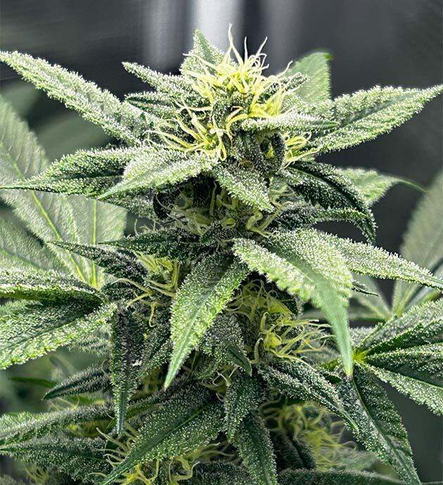 12 неделя сорта RS11 x Banana OG от Barney's Farm