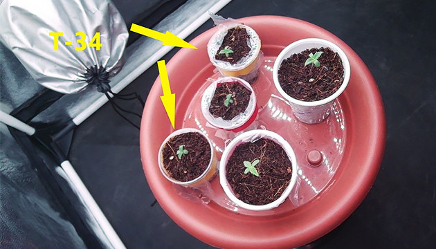 5 ростков конопли