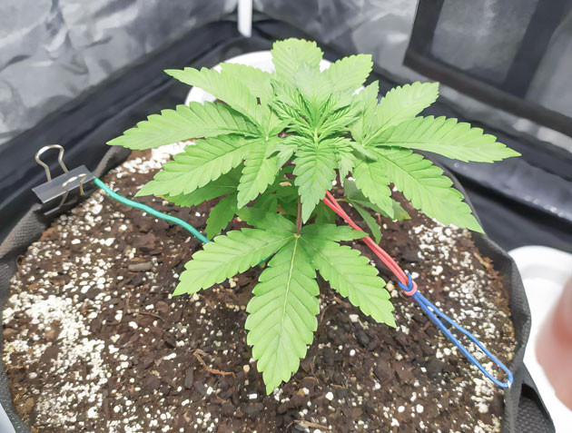 Успешная пересадка сорта Biscotti Mintz