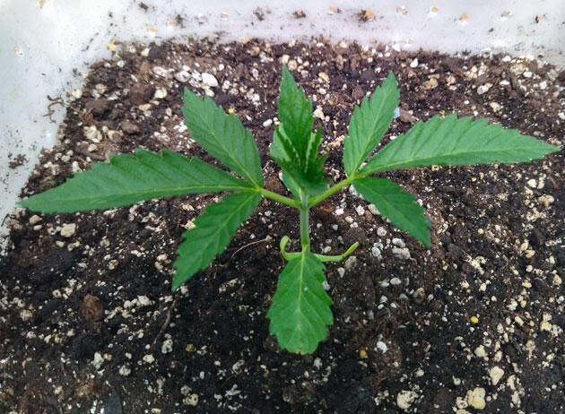 Каннабис на ранней стадии в условиях летней жары