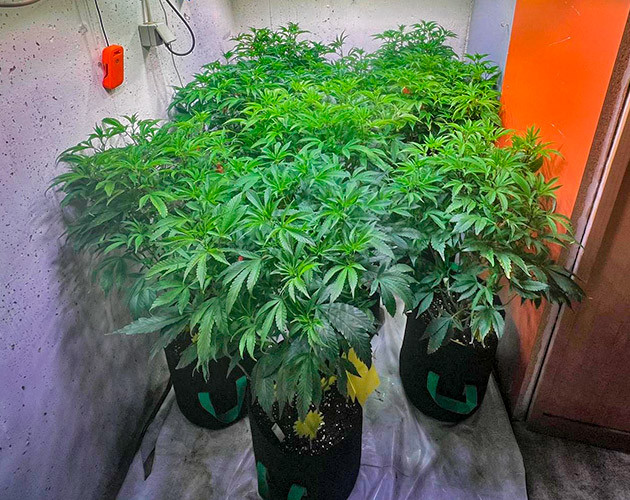 6 неделя роста марихуаны