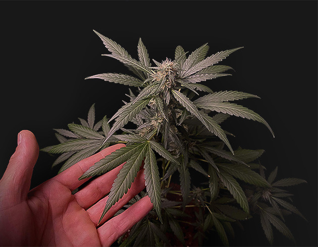 Множество пушистых помпонов на кусте