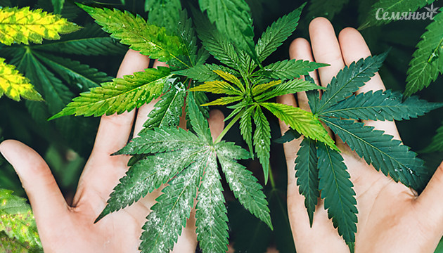 Болезни конопли в открытом грунте